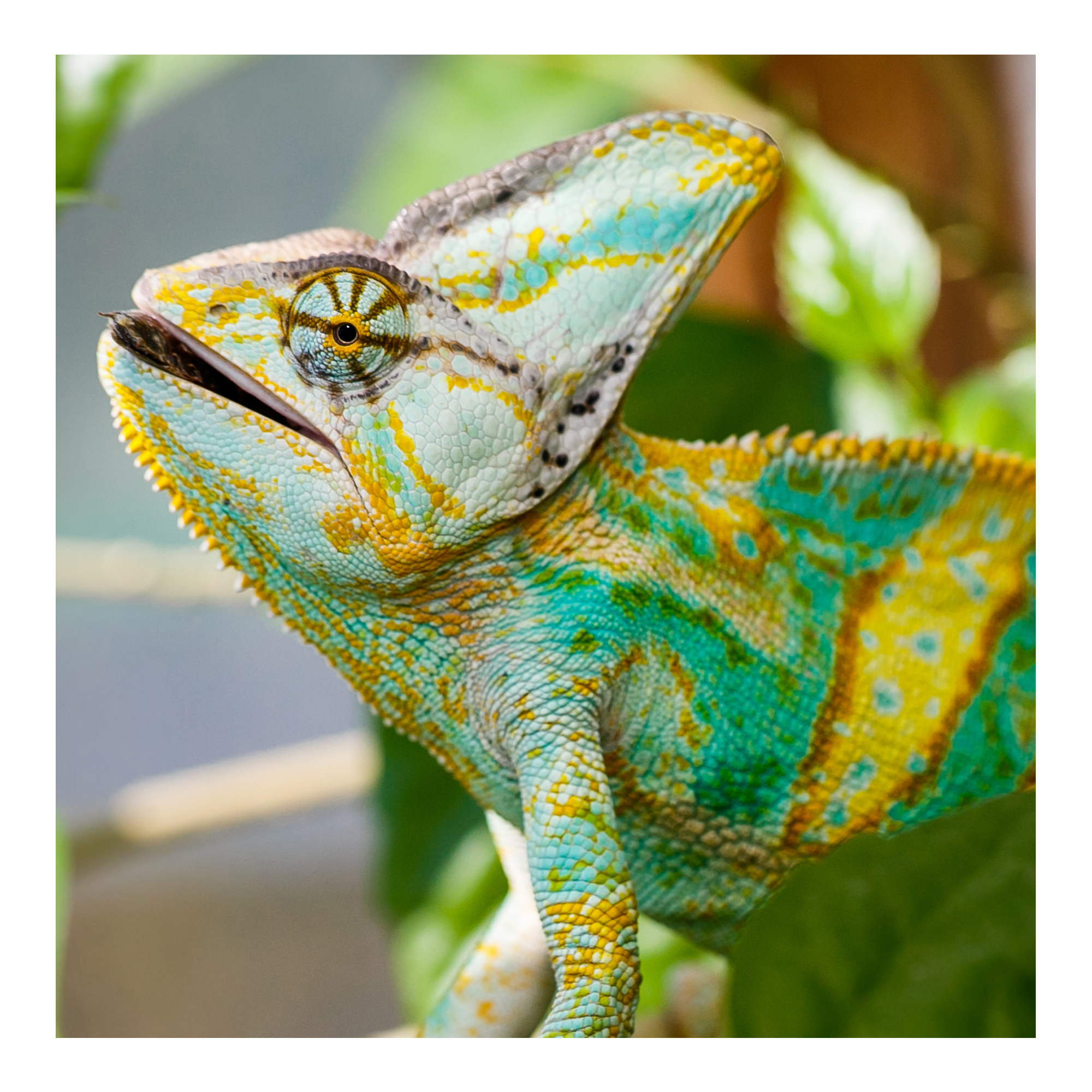 Yemen / Veiled Chameleon