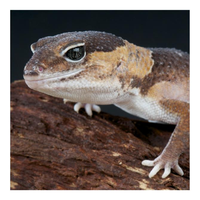 African Fat Tailed Gecko