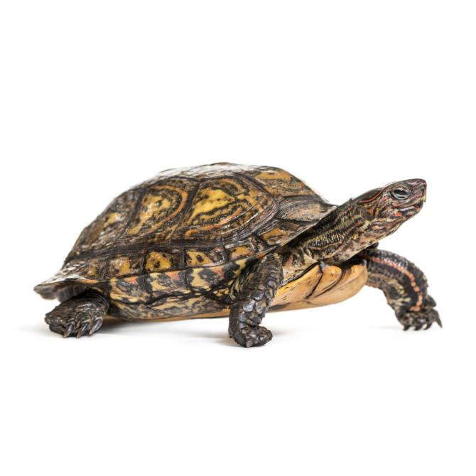 Painted Wood Turtle