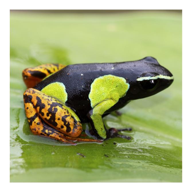 Baron's Mantella