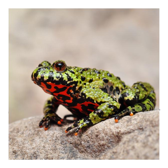 Fire Bellied Toad