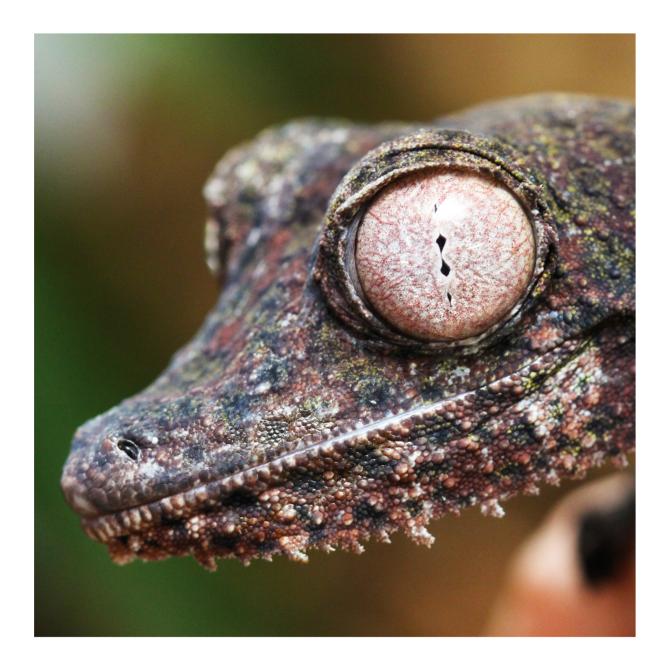 Henkel’s Leaf Tailed Gecko