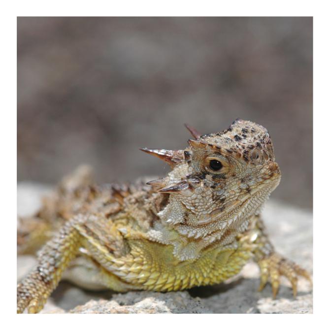 Desert Horned Lizard