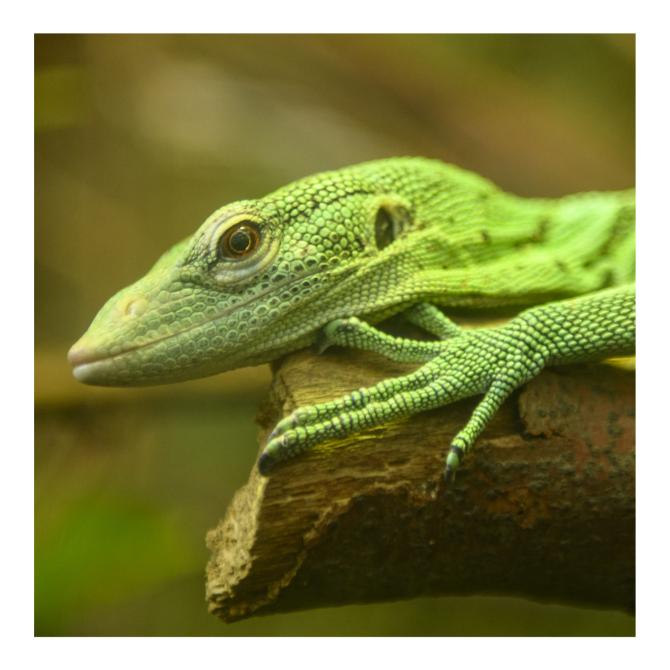 Emerald Tree Monitor