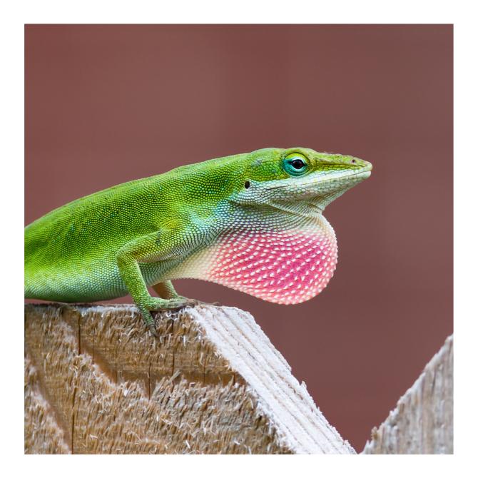 Anolis vert – Anoles vert