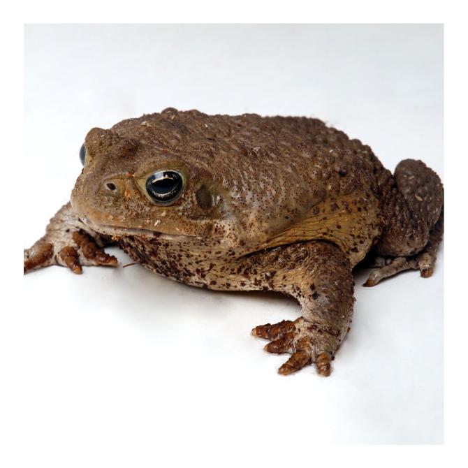 Cane Toad