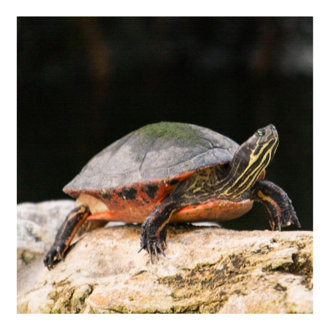 Red Bellied Cooter