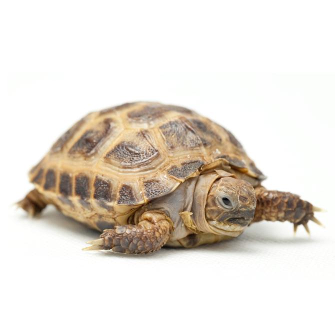 Russian Tortoise