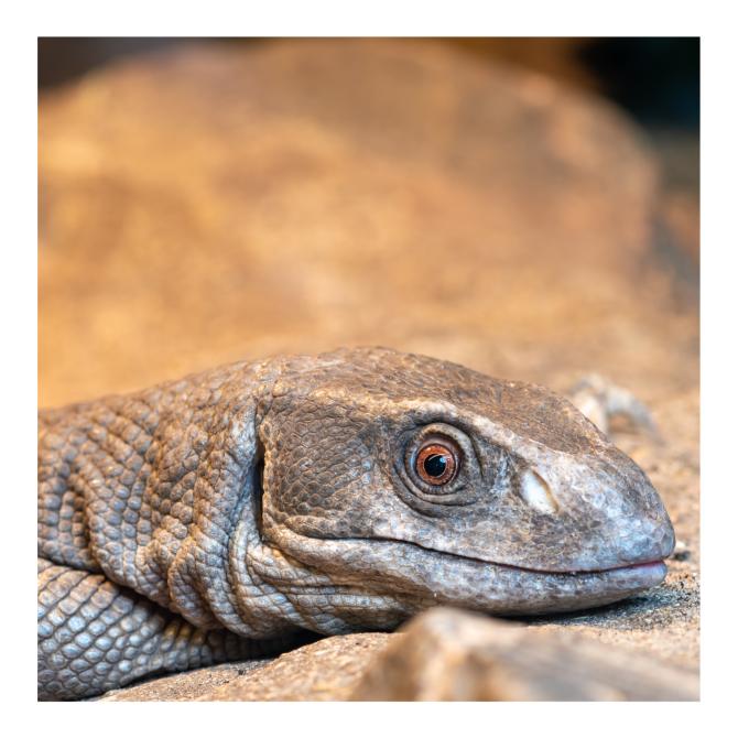 Bosc Monitor