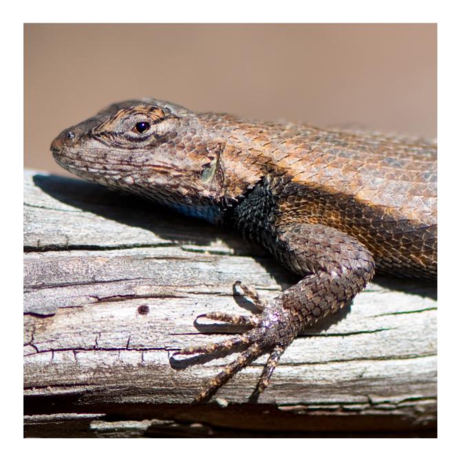 Eastern Fence Lizard