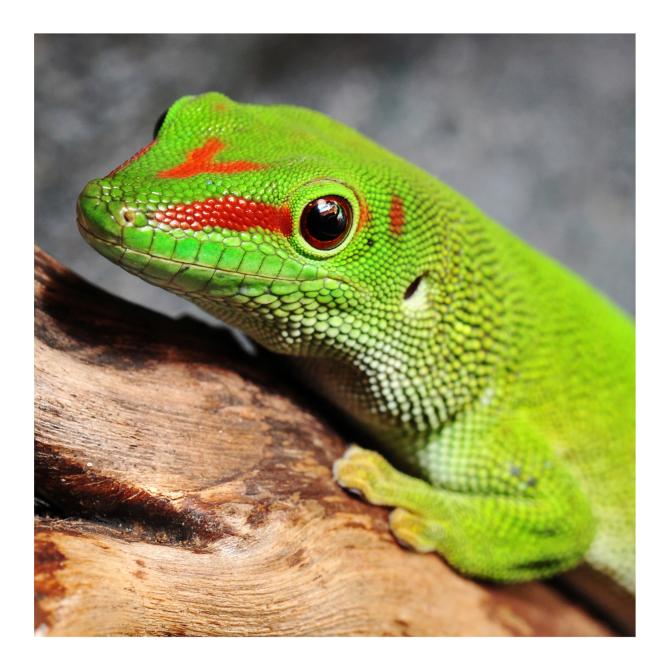 Madagascan Giant Day Gecko