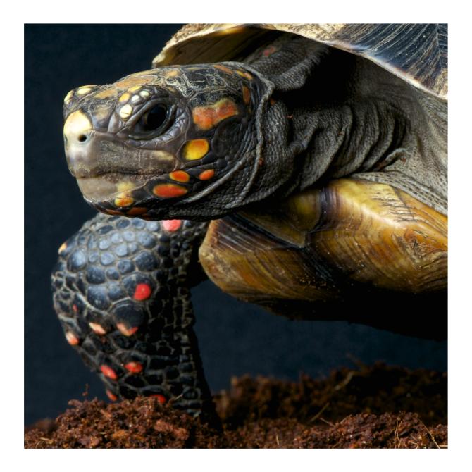 Red Foot Tortoise