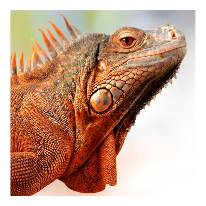 Red Iguana