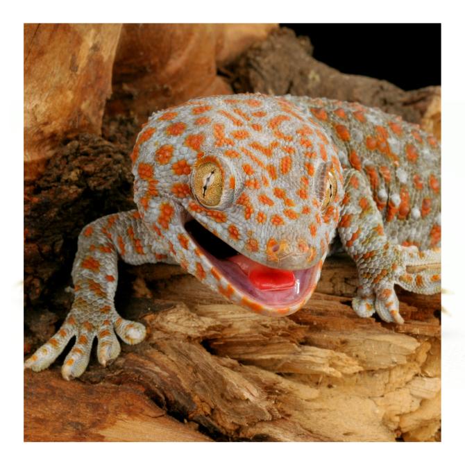 Tokay Gecko