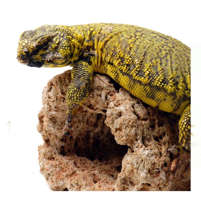 Uromastyx