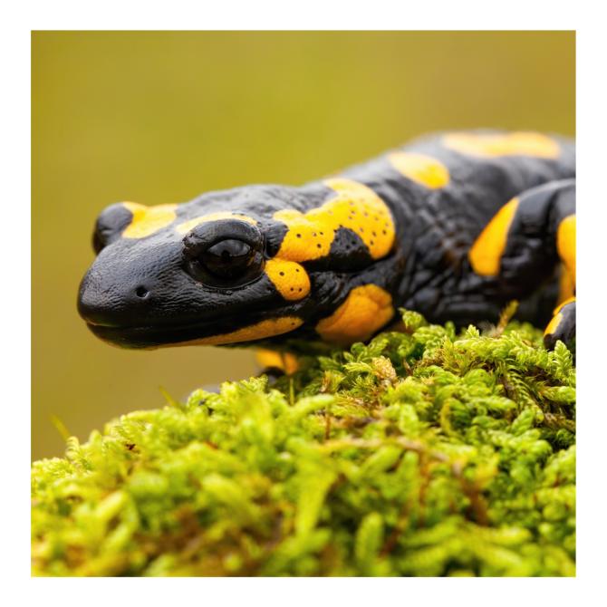 Fire Salamander