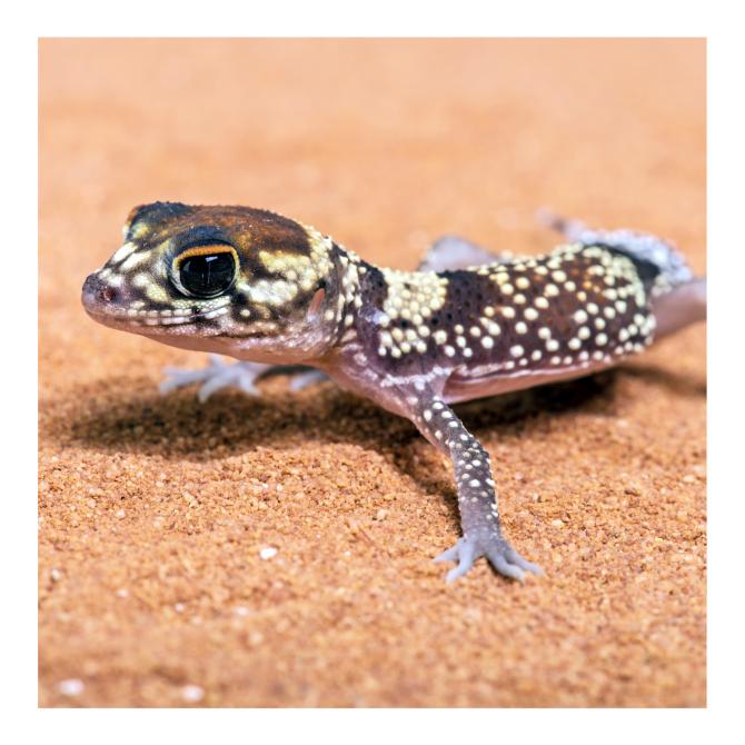 Barking Gecko