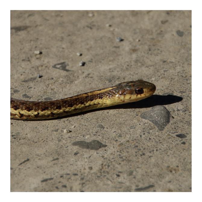 Garter Snake