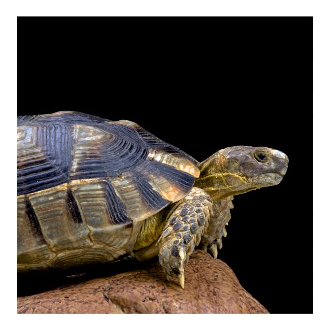 Marginated Tortoise