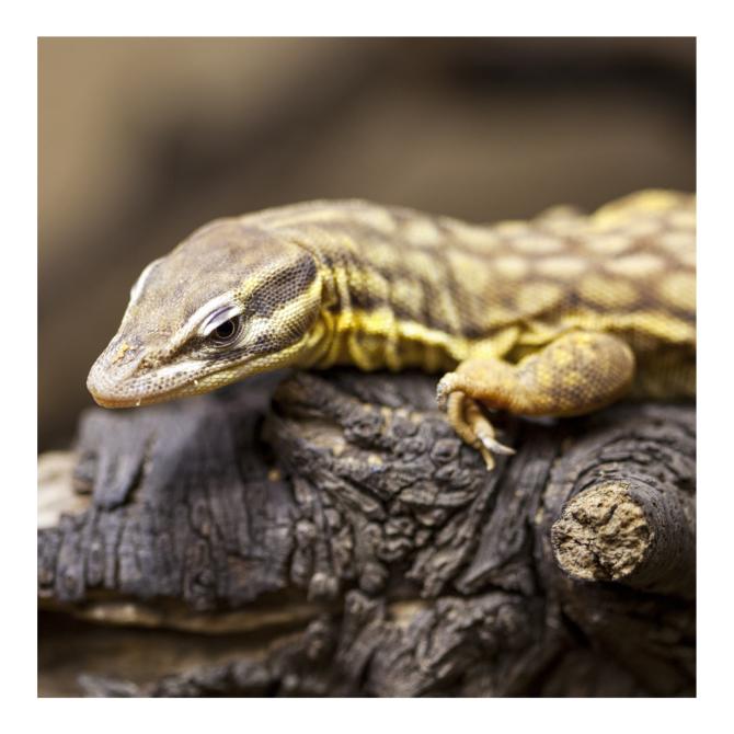 Spiny-tailed (Ackie) Monitor