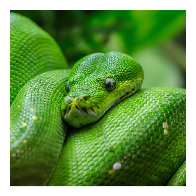 Green Tree Python