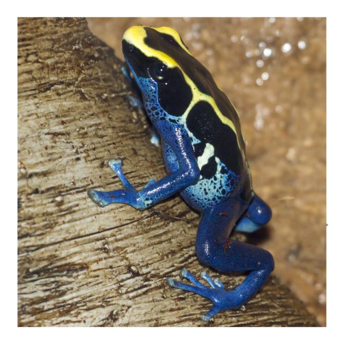 Dyeing Poison Dart Frog