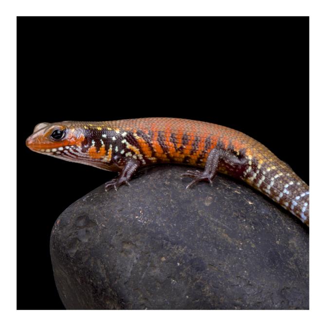 Fire Skink