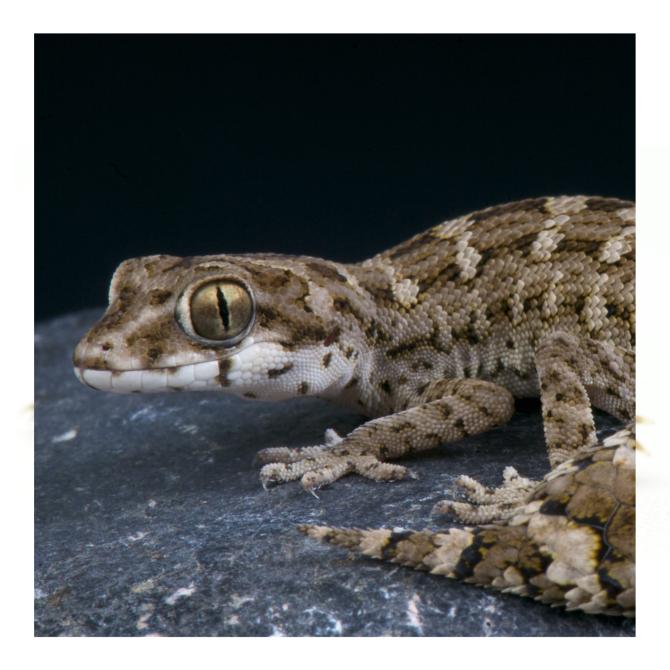 Viper Gecko