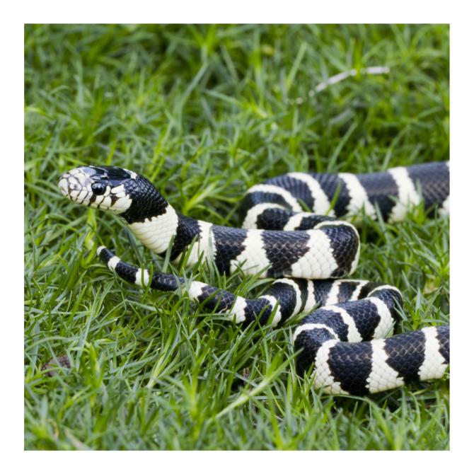 California Kingsnake 