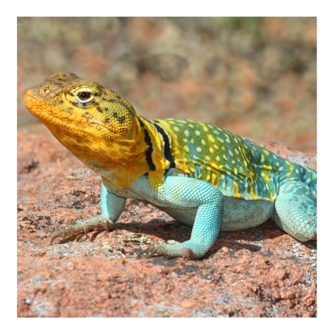 Collared Lizard