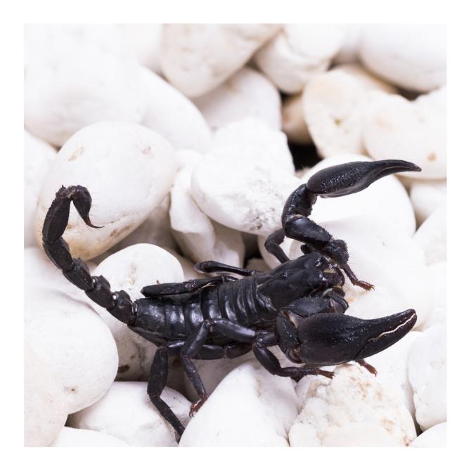 Emperor Scorpion