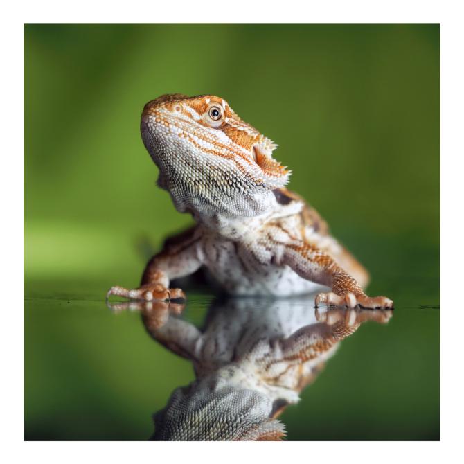 Bearded Dragon