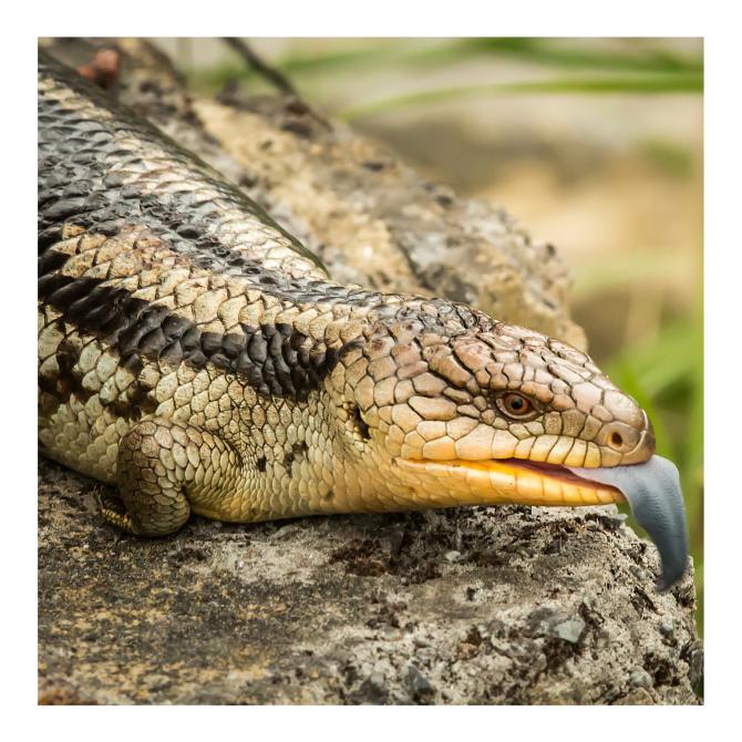 Blue Tongued Skink