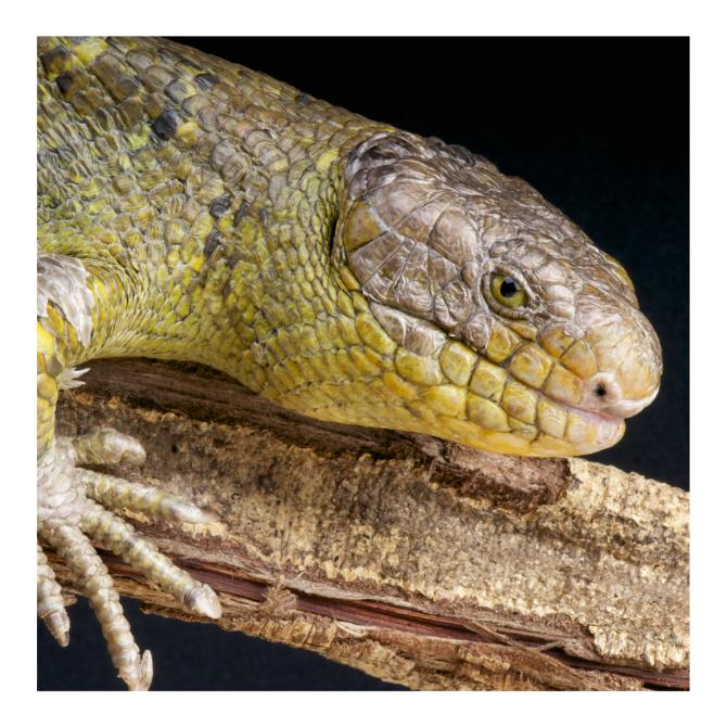 Monkey Tailed Skink