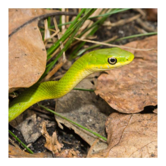 Rough Green Snake