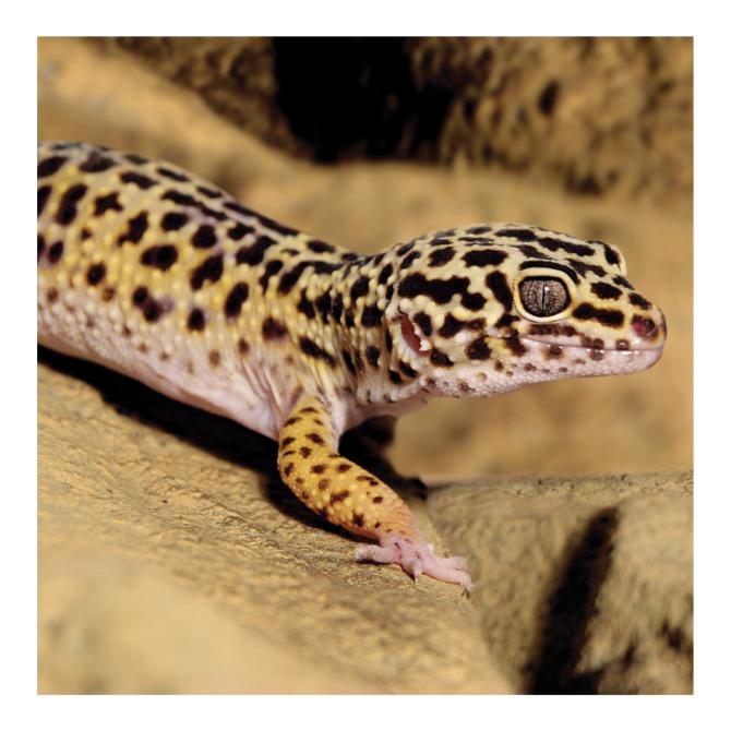 Leopard Gecko