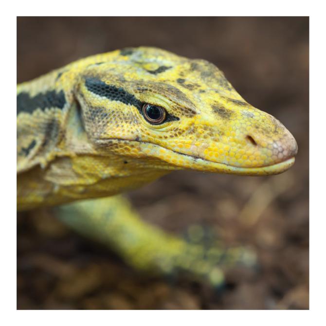 Philippine Water Monitor