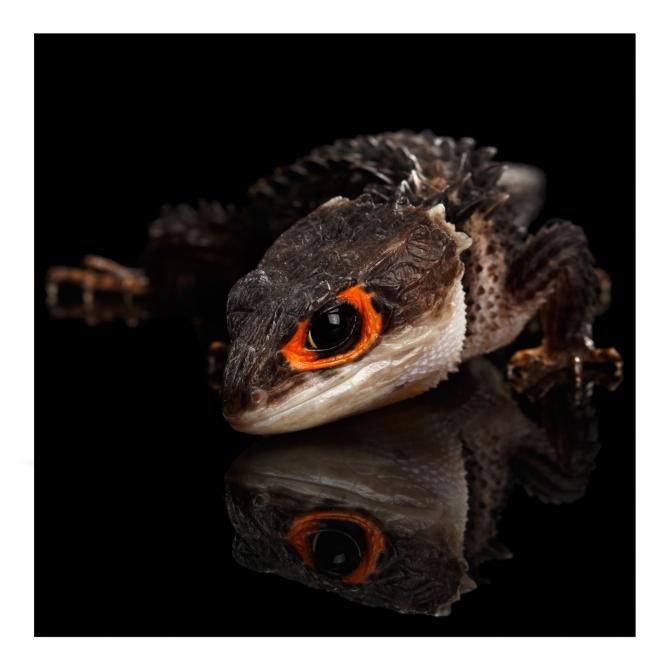 Red Eyed Crocodile Skink