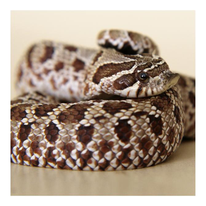 Western Hognose Snake