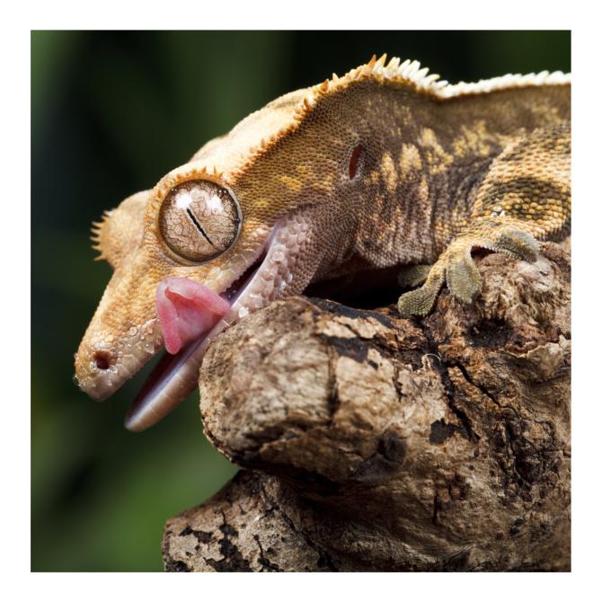 Crested Gecko