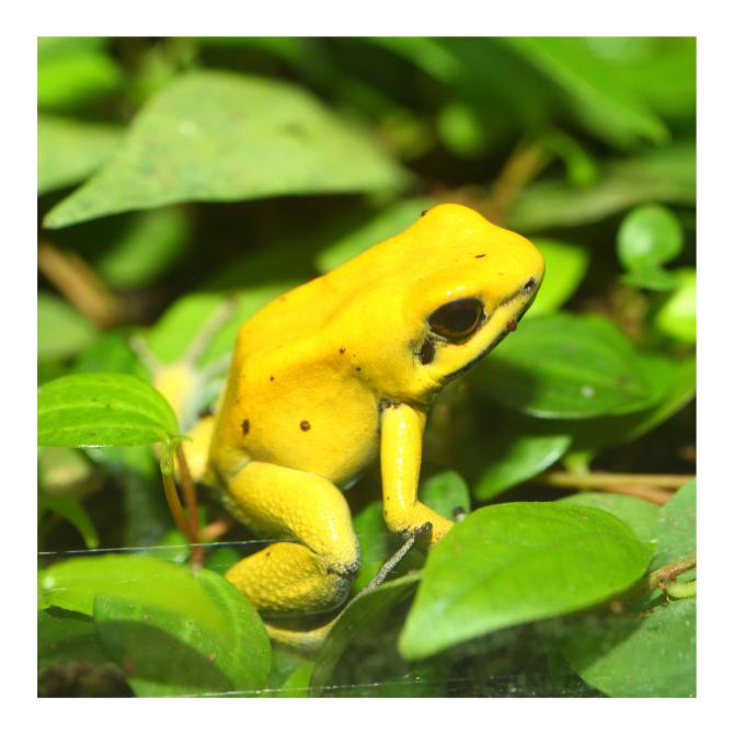 Golden Poison Frog 