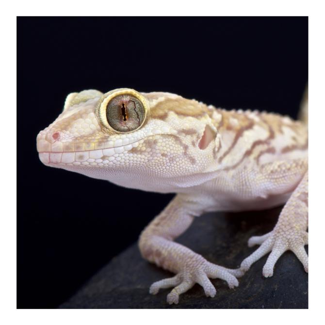 Pictus Gecko