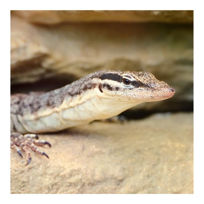 Kimberley Rock Monitor