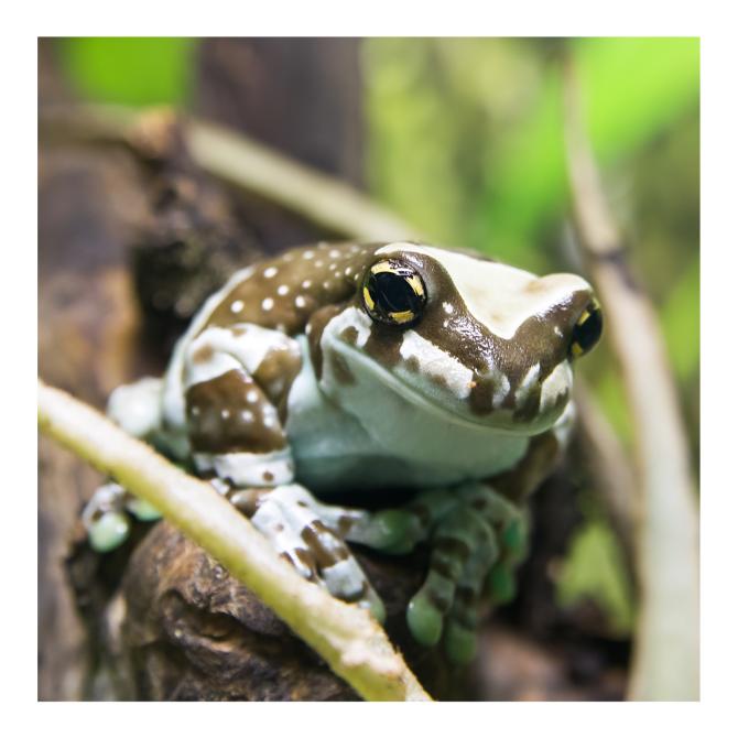 Amazon Milk Frog