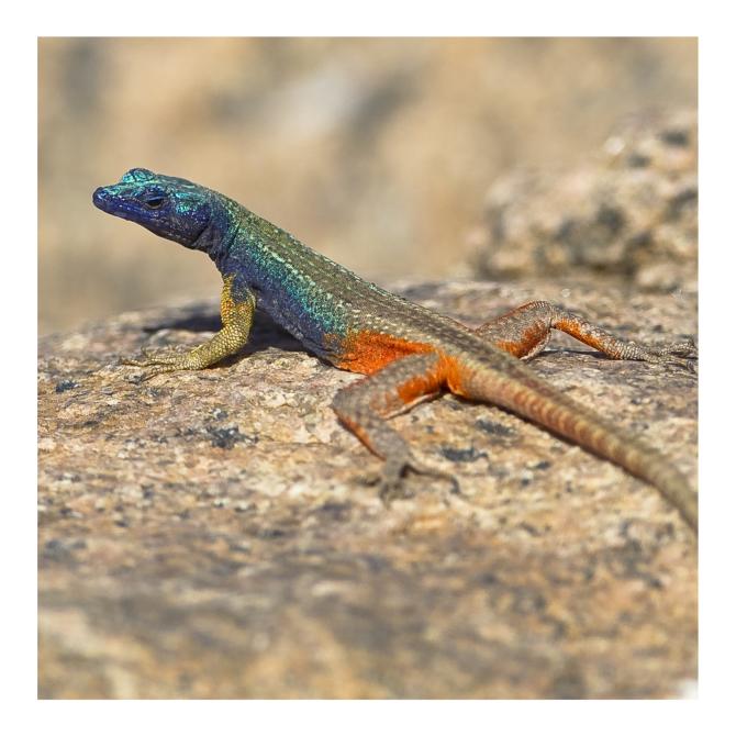 African Flat Rock Lizard