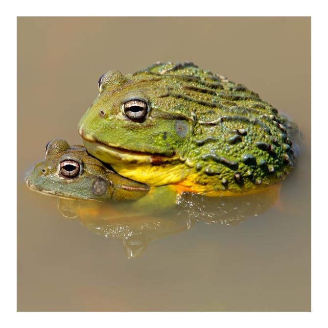 African Bull Frog