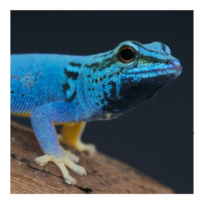 Electric Blue Day Gecko