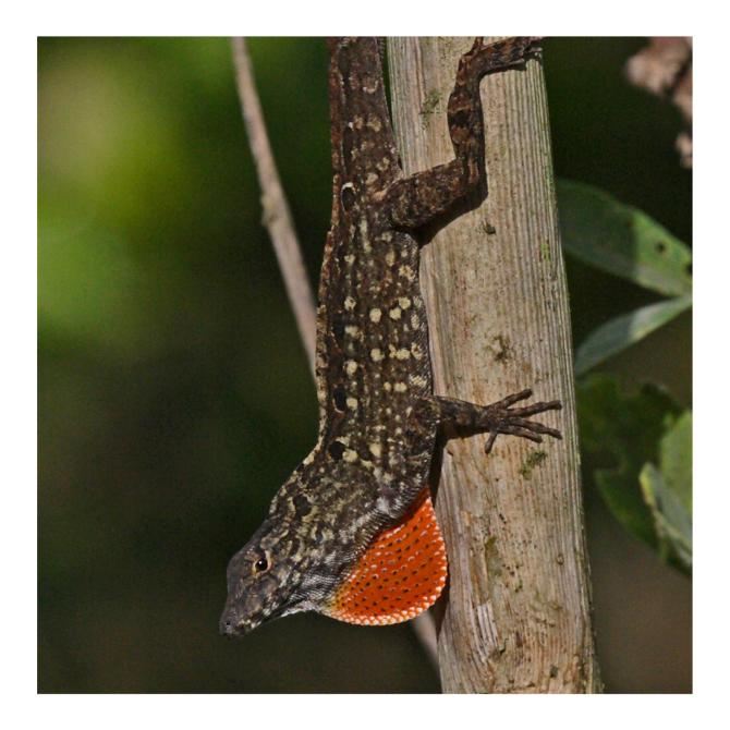 Jamaican Brown Anole