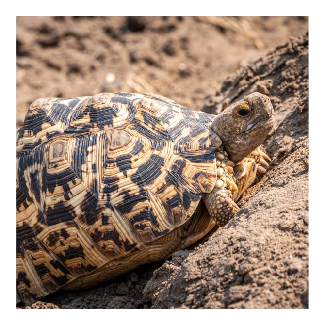 Leopard Tortoise