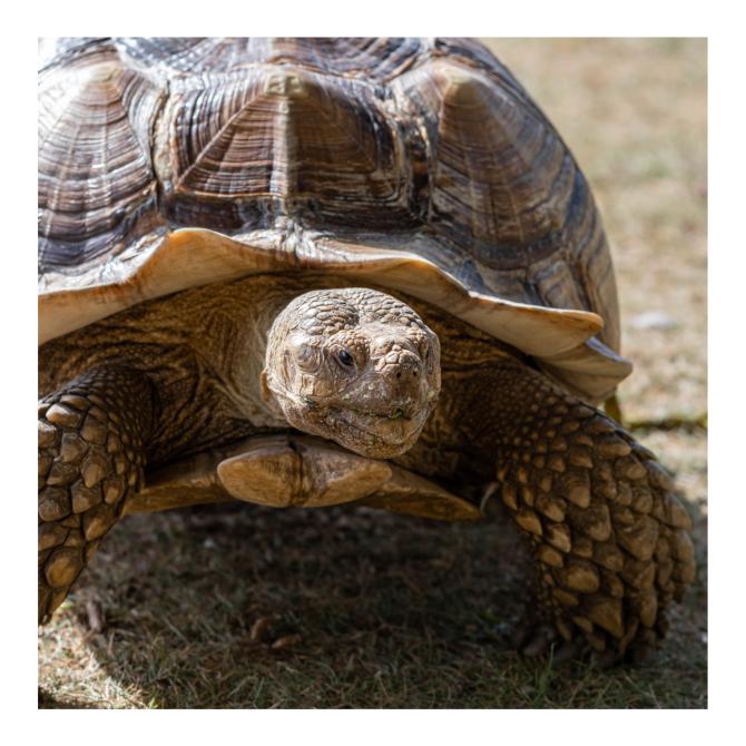 African Spurred Tortoise